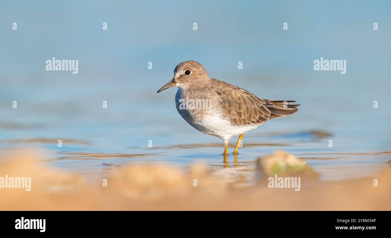 Temminck`s Stint (Calidris temminckii), Avrupa ve Asya kıtalarının kuzey kesimlerinde yaşayan bir sulak alan kuşudur. Bataklık alanlarda beslenir. Stock Photo